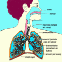 Mastering BLS Ventilation: Introduction