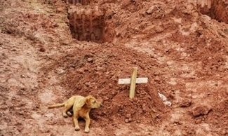 Dog at grave